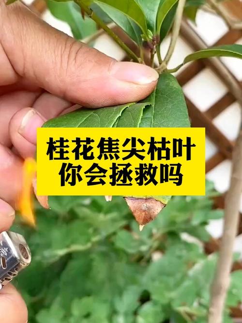 桂花树叶子干枯发黄怎么办,桂花树叶子干枯发黄掉叶-第6张图片-优品飞百科 桂花树叶子干枯发黄怎么办,桂花树叶子干枯发黄掉叶-第6张图片-优品飞百科