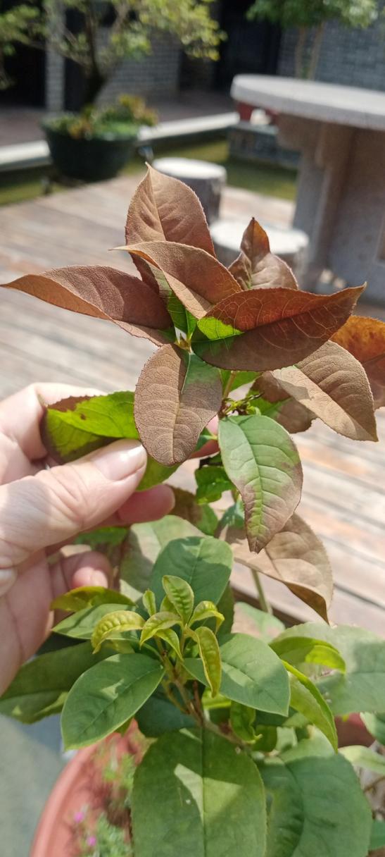 桂花树叶子干枯发黄怎么办,桂花树叶子干枯发黄掉叶-第7张图片-优品飞百科 桂花树叶子干枯发黄怎么办,桂花树叶子干枯发黄掉叶-第7张图片-优品飞百科