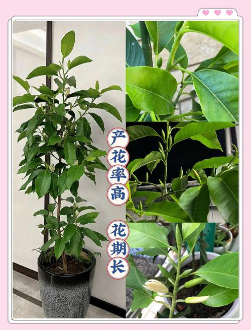 如何延长白玉兰花期，白玉兰花期控制