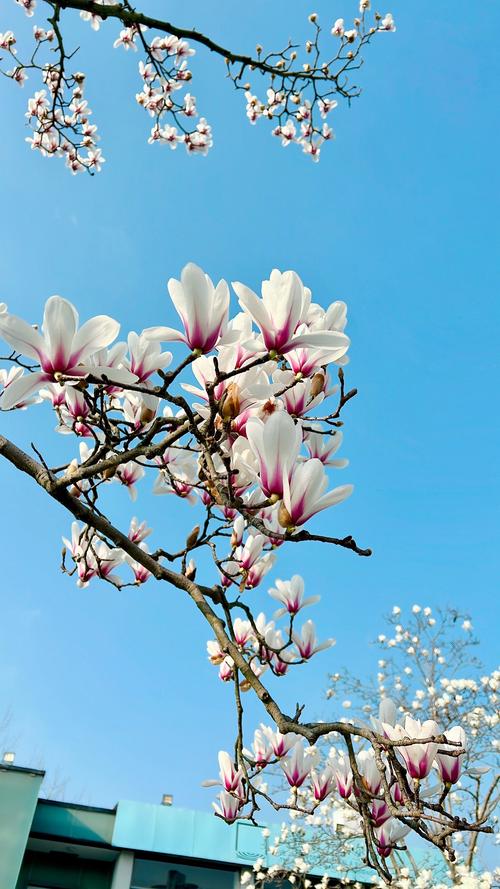 如何延长白玉兰花期，白玉兰花期控制-第3张图片-优品飞百科