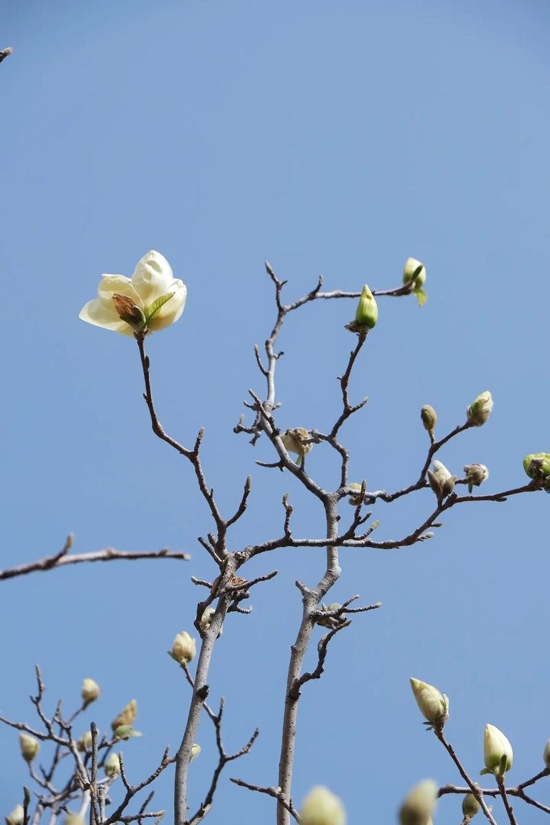 如何延长白玉兰花期，白玉兰花期控制-第5张图片-优品飞百科