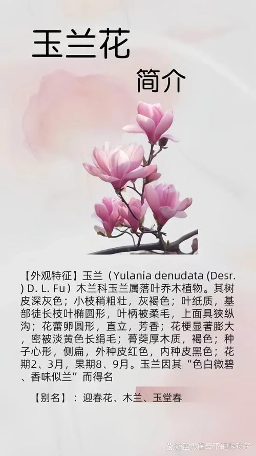 如何延长白玉兰花期，白玉兰花期控制-第6张图片-优品飞百科