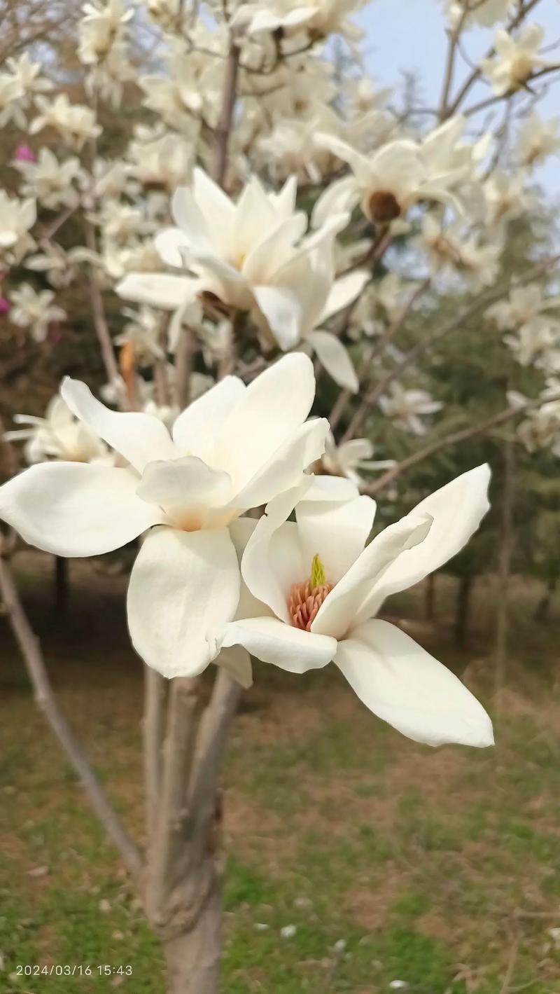 如何延长白玉兰花期，白玉兰花期控制-第7张图片-优品飞百科