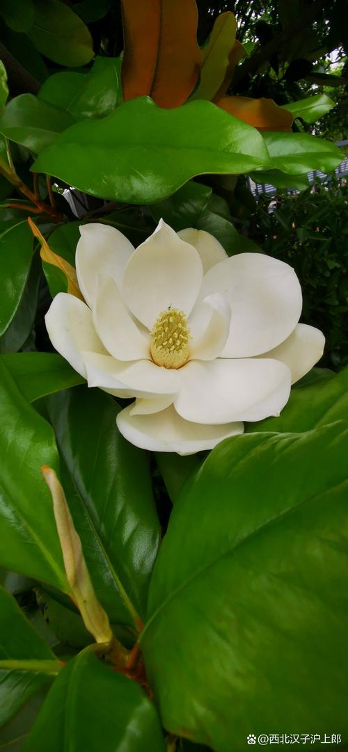 如何延长白玉兰花期，白玉兰花期控制-第8张图片-优品飞百科