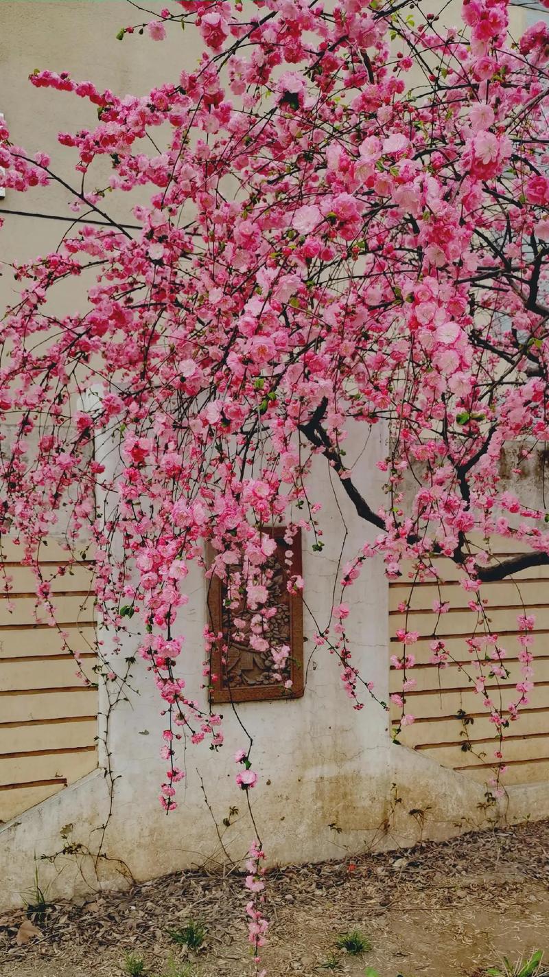 红梅花怎么养？红梅花怎么养殖方法？