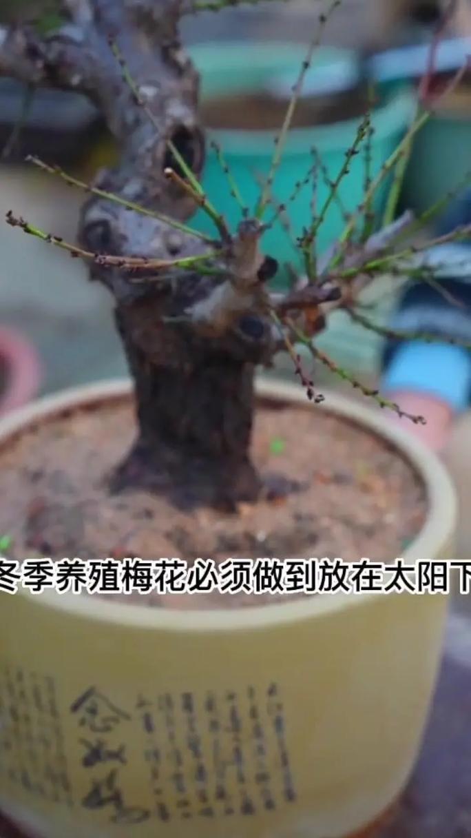 红梅花怎么养？红梅花怎么养殖方法？-第2张图片-优品飞百科
