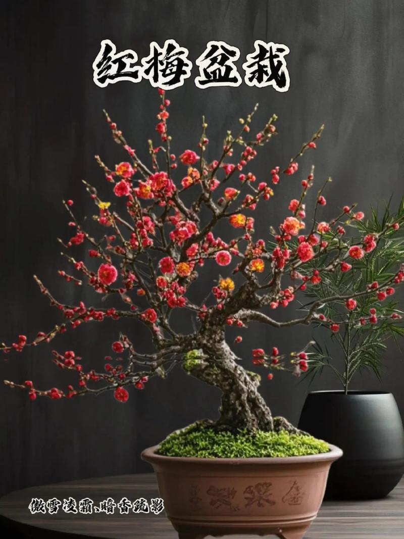 红梅花怎么养？红梅花怎么养殖方法？-第3张图片-优品飞百科