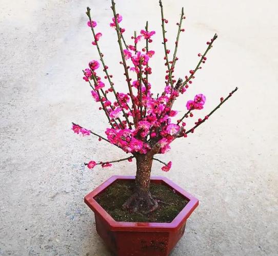 红梅花怎么养？红梅花怎么养殖方法？-第4张图片-优品飞百科