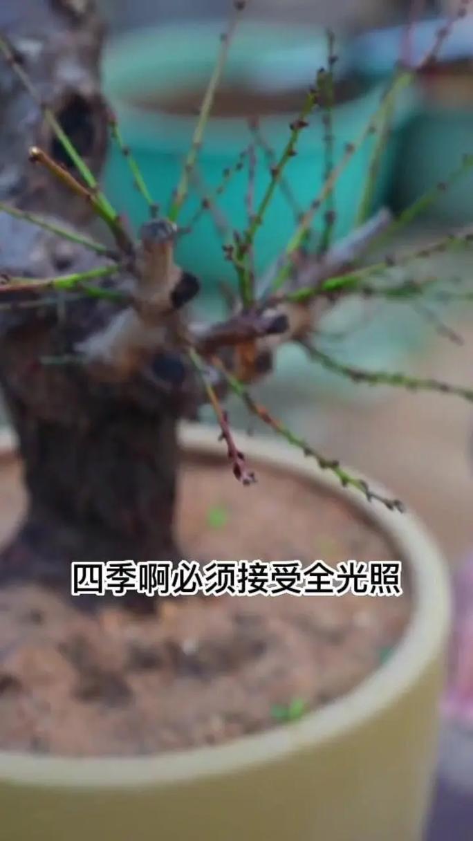 红梅花怎么养？红梅花怎么养殖方法？-第5张图片-优品飞百科