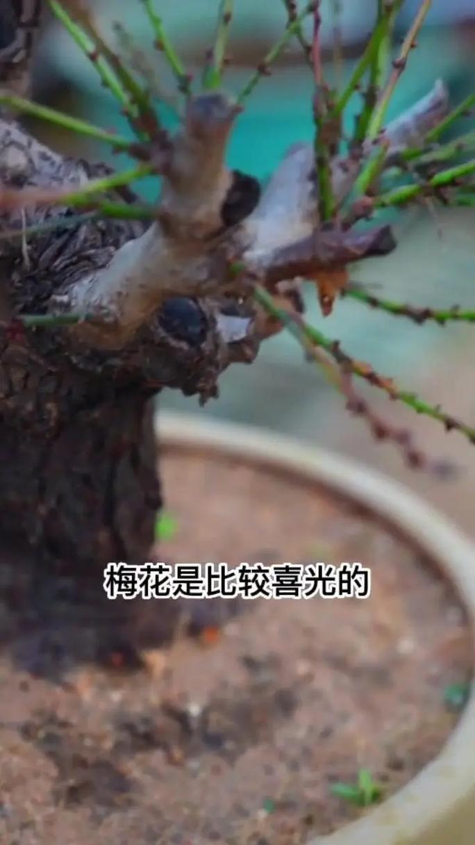 红梅花怎么养？红梅花怎么养殖方法？-第6张图片-优品飞百科