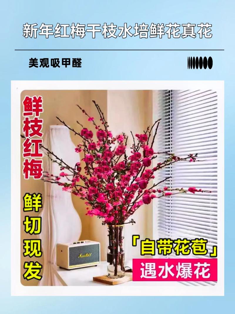 红梅花怎么养？红梅花怎么养殖方法？-第7张图片-优品飞百科