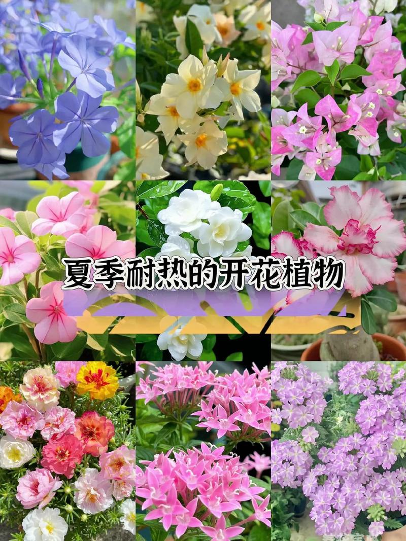 夏季的植物有哪些,夏季常见植物-第4张图片-优品飞百科 夏季的植物有哪些,夏季常见植物-第4张图片-优品飞百科