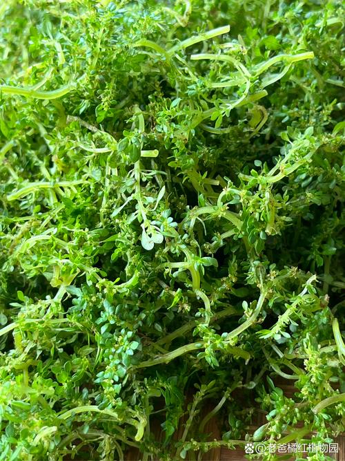 夏季的植物有哪些,夏季常见植物-第5张图片-优品飞百科 夏季的植物有哪些,夏季常见植物-第5张图片-优品飞百科