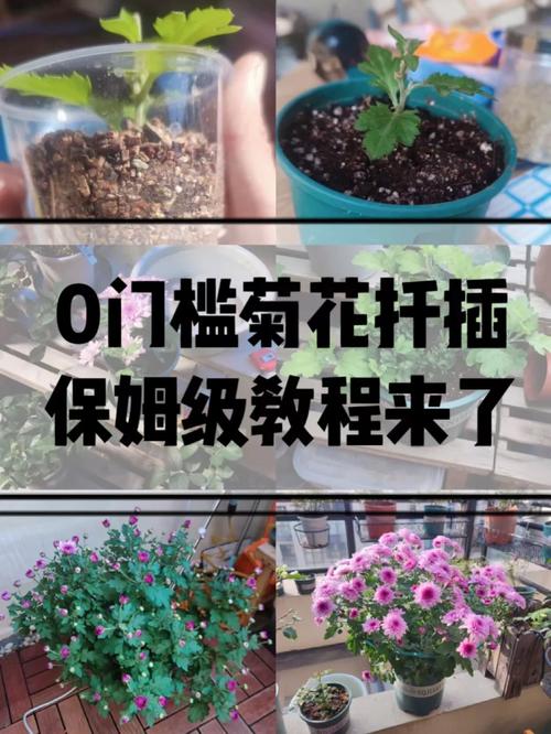 菊花的扦插时间及方法，菊花扦插技术要点