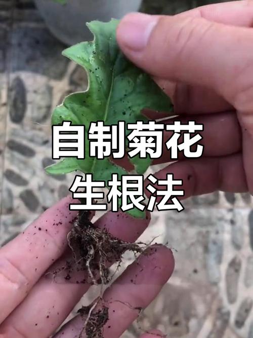 菊花的扦插时间及方法，菊花扦插技术要点-第2张图片-优品飞百科
