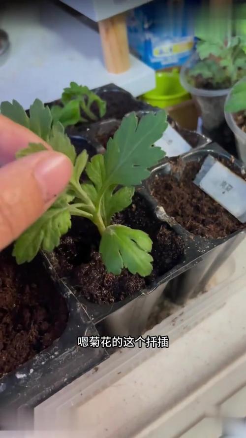 菊花的扦插时间及方法，菊花扦插技术要点-第4张图片-优品飞百科