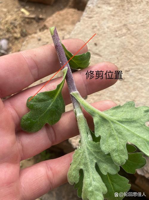 菊花的扦插时间及方法，菊花扦插技术要点-第5张图片-优品飞百科