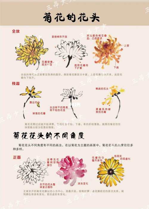 菊花的扦插时间及方法，菊花扦插技术要点-第6张图片-优品飞百科