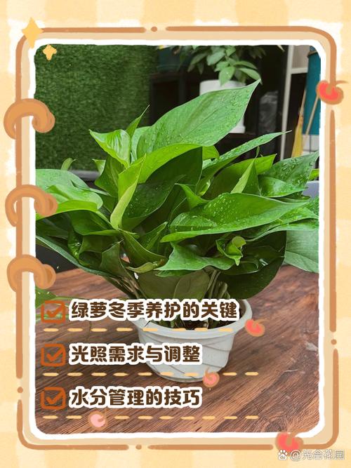 冬天没暖气绿萝怎么办,家里没有暖气绿萝可以过冬吗-第7张图片-优品飞百科 冬天没暖气绿萝怎么办,家里没有暖气绿萝可以过冬吗-第7张图片-优品飞百科