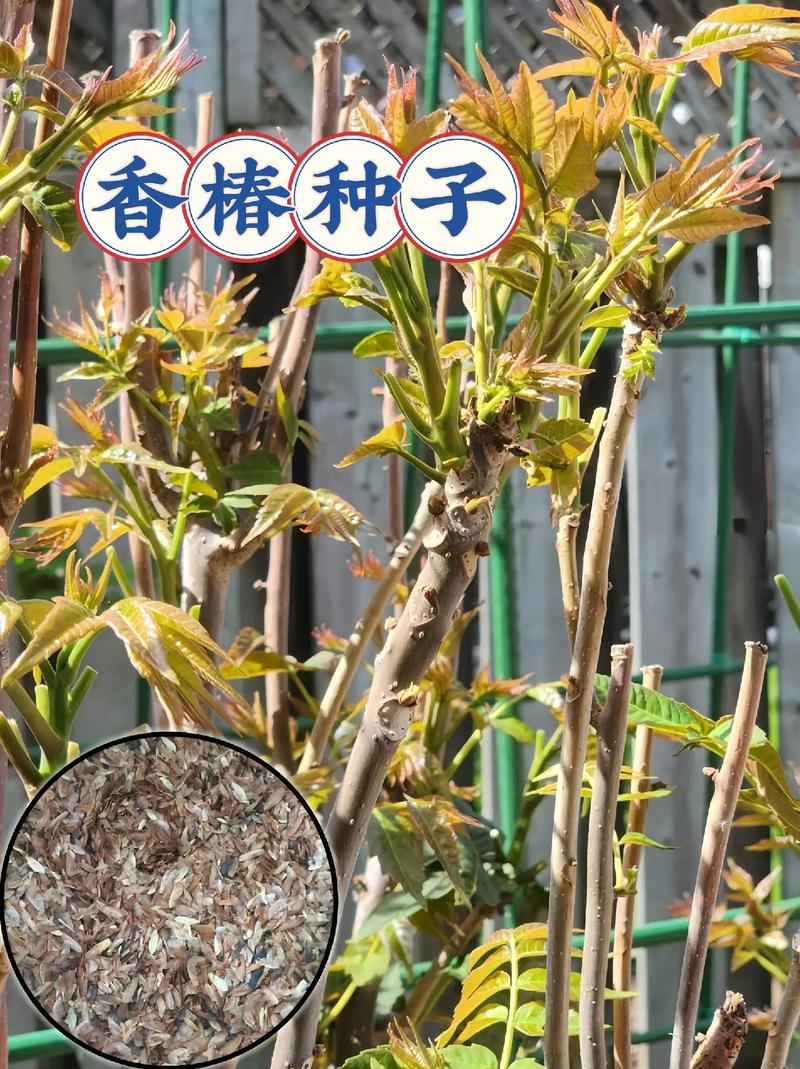 香椿树怎么种植？香椿树怎么种植方法视频？