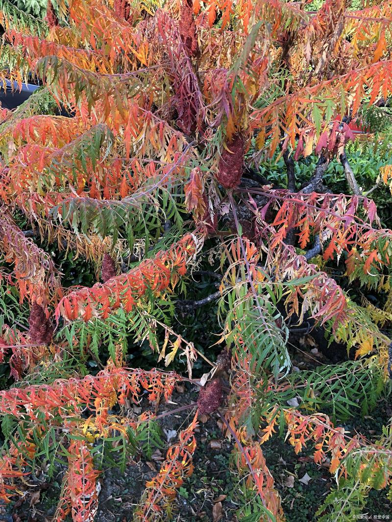 香椿树怎么种植？香椿树怎么种植方法视频？-第2张图片-优品飞百科