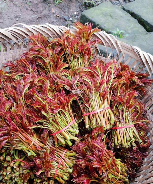 香椿树怎么种植？香椿树怎么种植方法视频？-第3张图片-优品飞百科