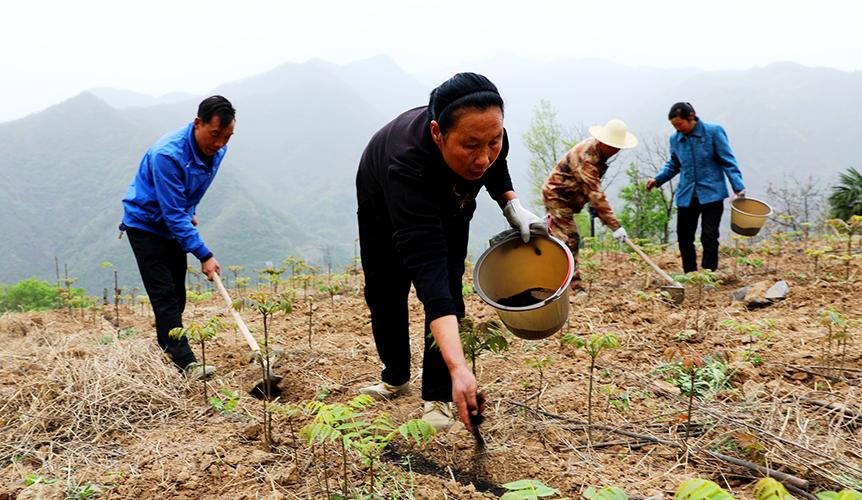 香椿树怎么种植？香椿树怎么种植方法视频？-第4张图片-优品飞百科