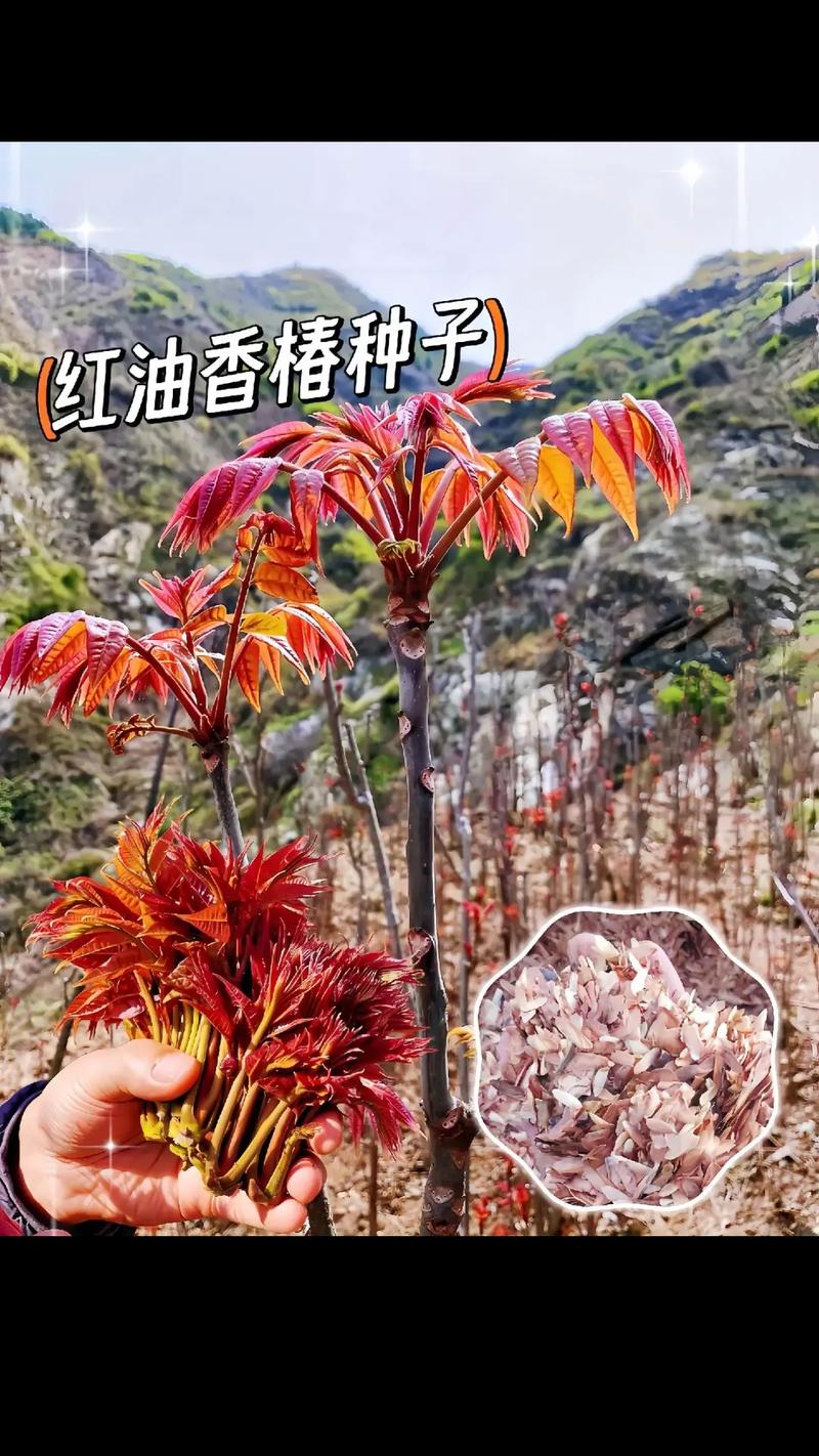 香椿树怎么种植？香椿树怎么种植方法视频？-第5张图片-优品飞百科