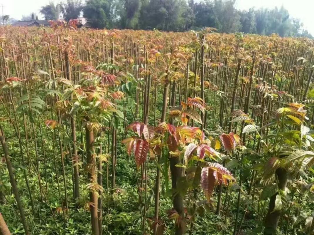 香椿树怎么种植？香椿树怎么种植方法视频？-第6张图片-优品飞百科