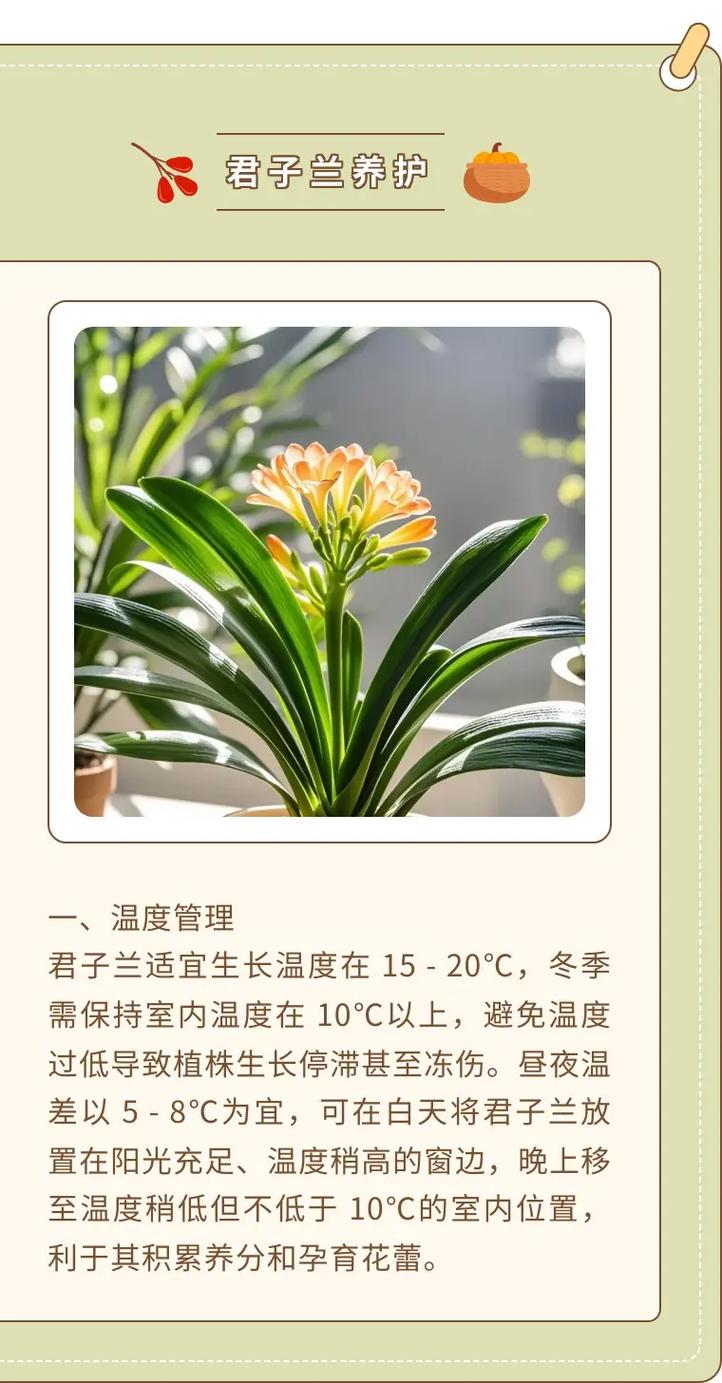 君子兰怎么养家庭养法？君子兰多久浇一次水？
