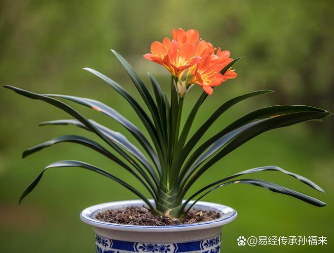君子兰怎么养家庭养法?君子兰多久浇一次水?-第3张图片-优品飞百科 君子兰怎么养家庭养法?君子兰多久浇一次水?-第3张图片-优品飞百科