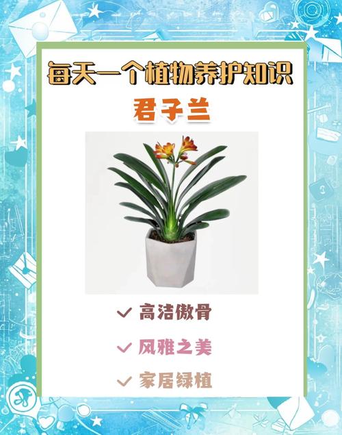 君子兰怎么养家庭养法?君子兰多久浇一次水?-第5张图片-优品飞百科 君子兰怎么养家庭养法?君子兰多久浇一次水?-第5张图片-优品飞百科