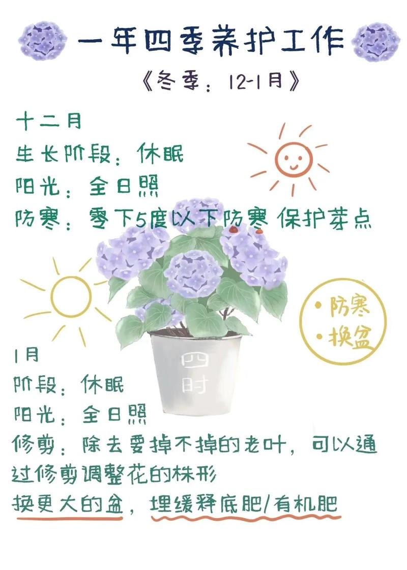 绣球花冬天怎么养，绣球花冬天怎么养护和管理