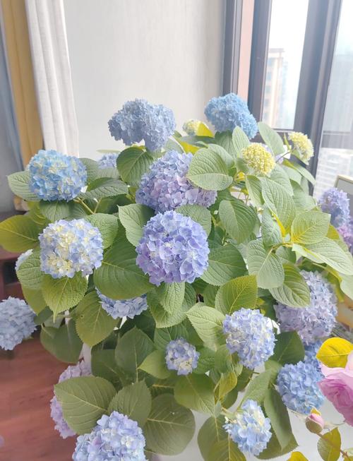 绣球花冬天怎么养，绣球花冬天怎么养护和管理-第2张图片-优品飞百科