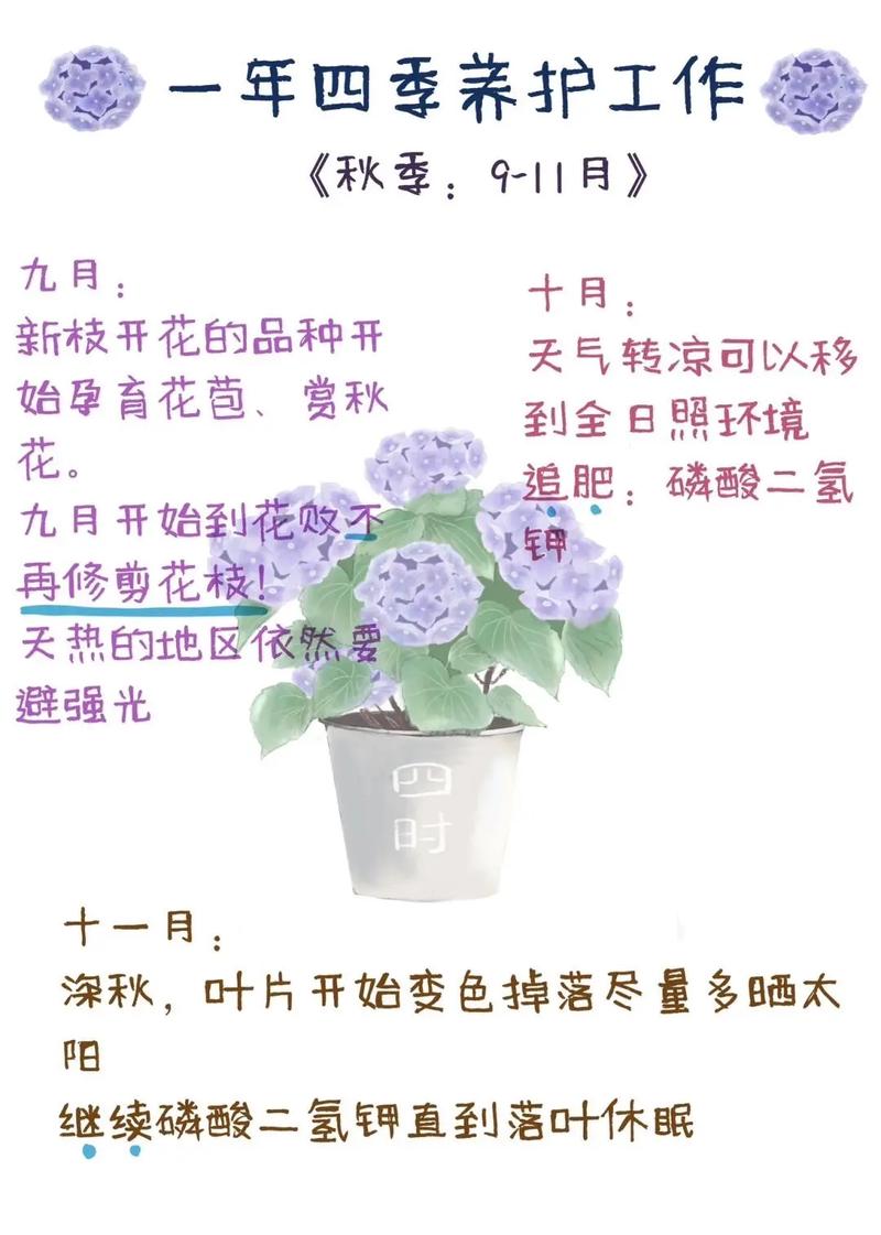 绣球花冬天怎么养，绣球花冬天怎么养护和管理-第4张图片-优品飞百科