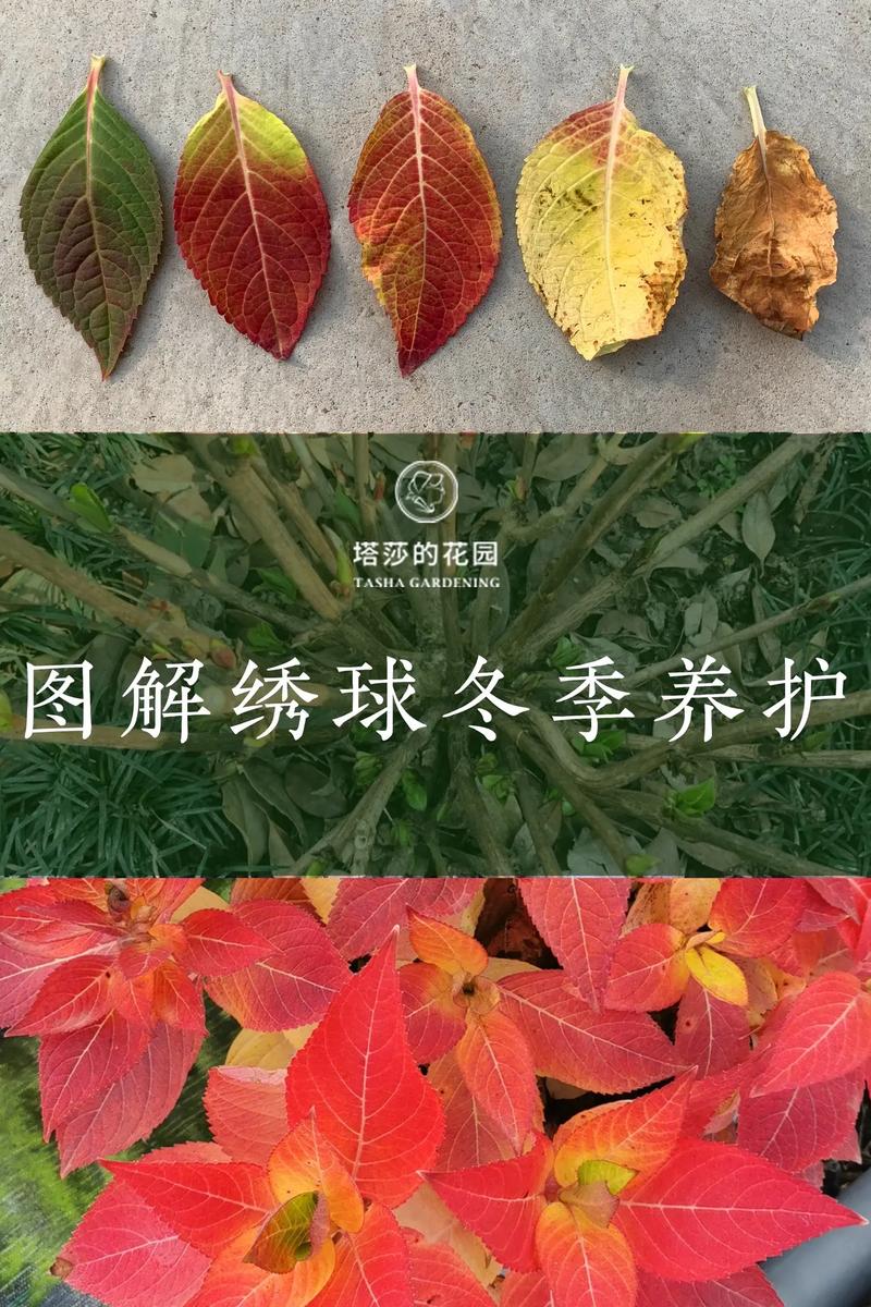 绣球花冬天怎么养，绣球花冬天怎么养护和管理-第3张图片-优品飞百科