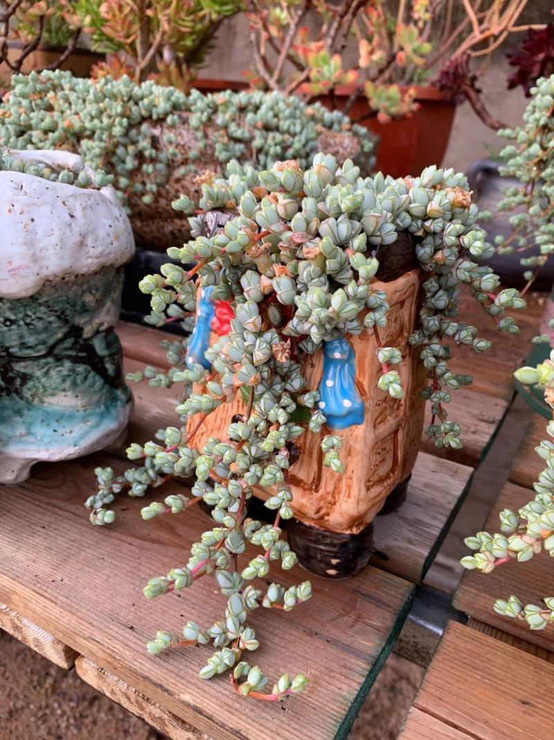 碧玉莲如何度夏？碧玉莲如何爆盆？-第7张图片-优品飞百科