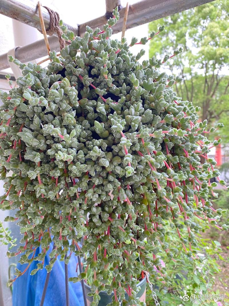 碧玉莲如何度夏？碧玉莲如何爆盆？-第8张图片-优品飞百科