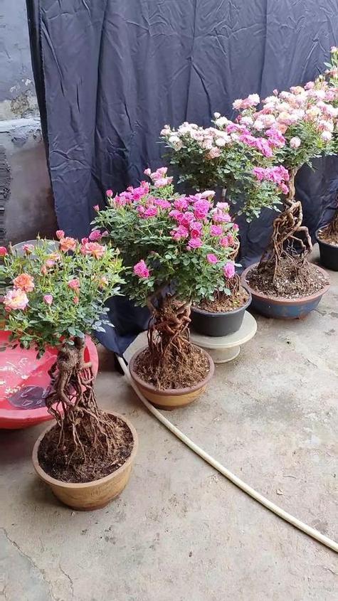 香水月季怎么修剪，香水月季怎么修剪枝条？