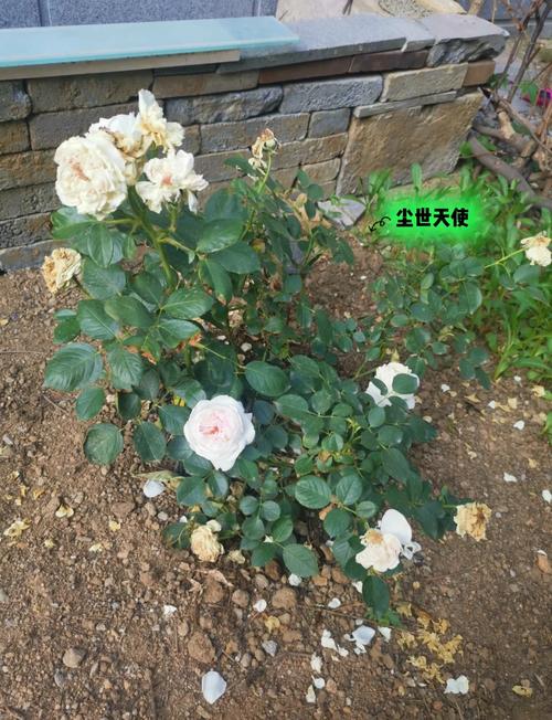 香水月季怎么修剪,香水月季怎么修剪枝条?-第2张图片-优品飞百科 香水月季怎么修剪,香水月季怎么修剪枝条?-第2张图片-优品飞百科