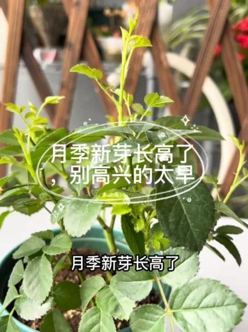 香水月季怎么修剪,香水月季怎么修剪枝条?-第4张图片-优品飞百科 香水月季怎么修剪,香水月季怎么修剪枝条?-第4张图片-优品飞百科