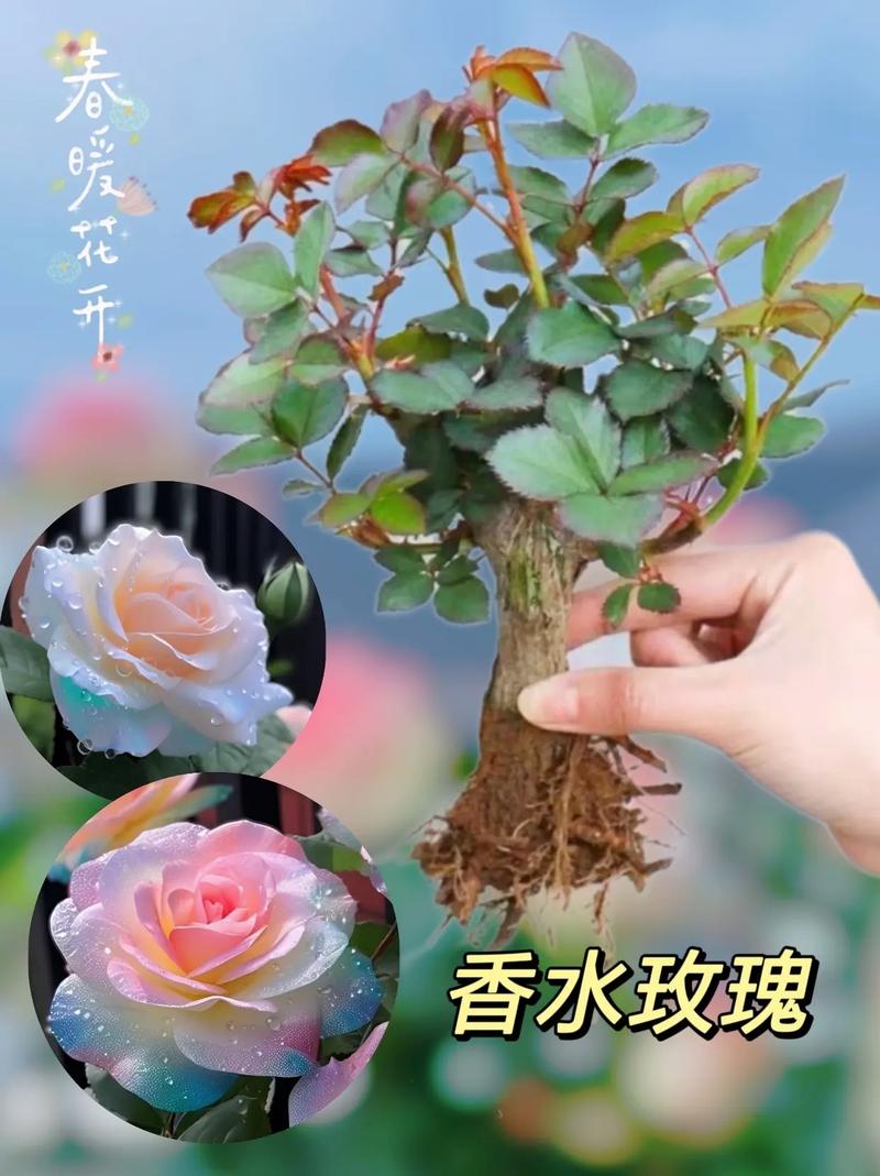 香水月季怎么修剪,香水月季怎么修剪枝条?-第8张图片-优品飞百科 香水月季怎么修剪,香水月季怎么修剪枝条?-第8张图片-优品飞百科