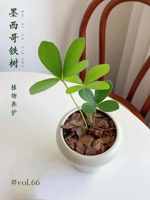 菠萝铁树夏天怎么养，菠萝铁树夏天怎么养护？