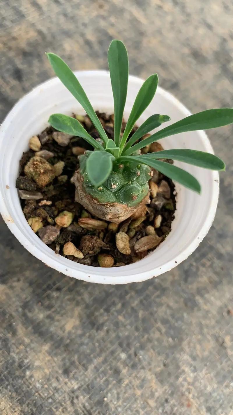 菠萝铁树夏天怎么养,菠萝铁树夏天怎么养护?-第3张图片-优品飞百科 菠萝铁树夏天怎么养,菠萝铁树夏天怎么养护?-第3张图片-优品飞百科