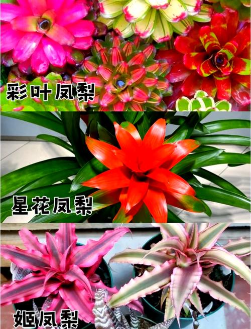 菠萝铁树夏天怎么养,菠萝铁树夏天怎么养护?-第4张图片-优品飞百科 菠萝铁树夏天怎么养,菠萝铁树夏天怎么养护?-第4张图片-优品飞百科