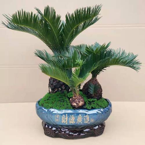 菠萝铁树夏天怎么养,菠萝铁树夏天怎么养护?-第5张图片-优品飞百科 菠萝铁树夏天怎么养,菠萝铁树夏天怎么养护?-第5张图片-优品飞百科