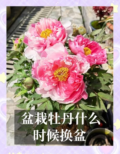 牡丹怎么上盆？牡丹怎么上盆视频？-第3张图片-优品飞百科