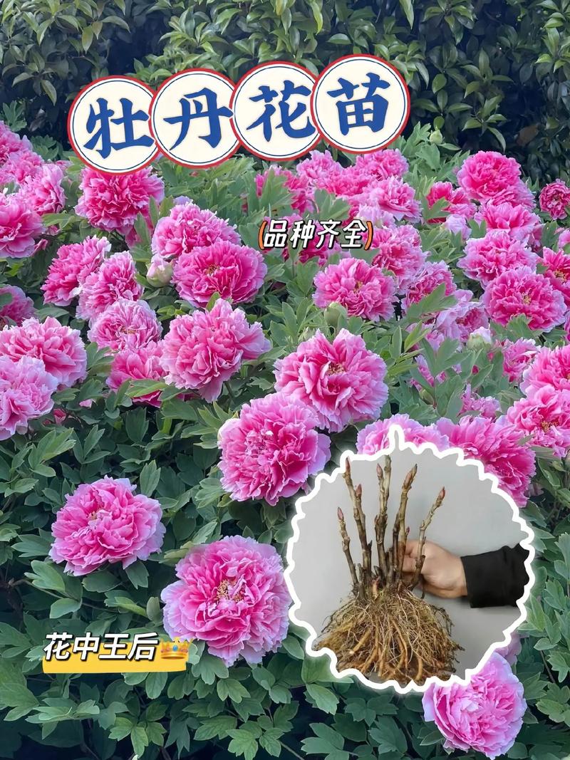 牡丹怎么上盆？牡丹怎么上盆视频？-第6张图片-优品飞百科