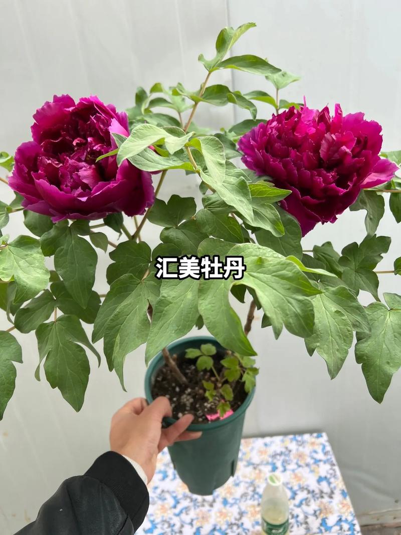 牡丹怎么上盆？牡丹怎么上盆视频？-第7张图片-优品飞百科