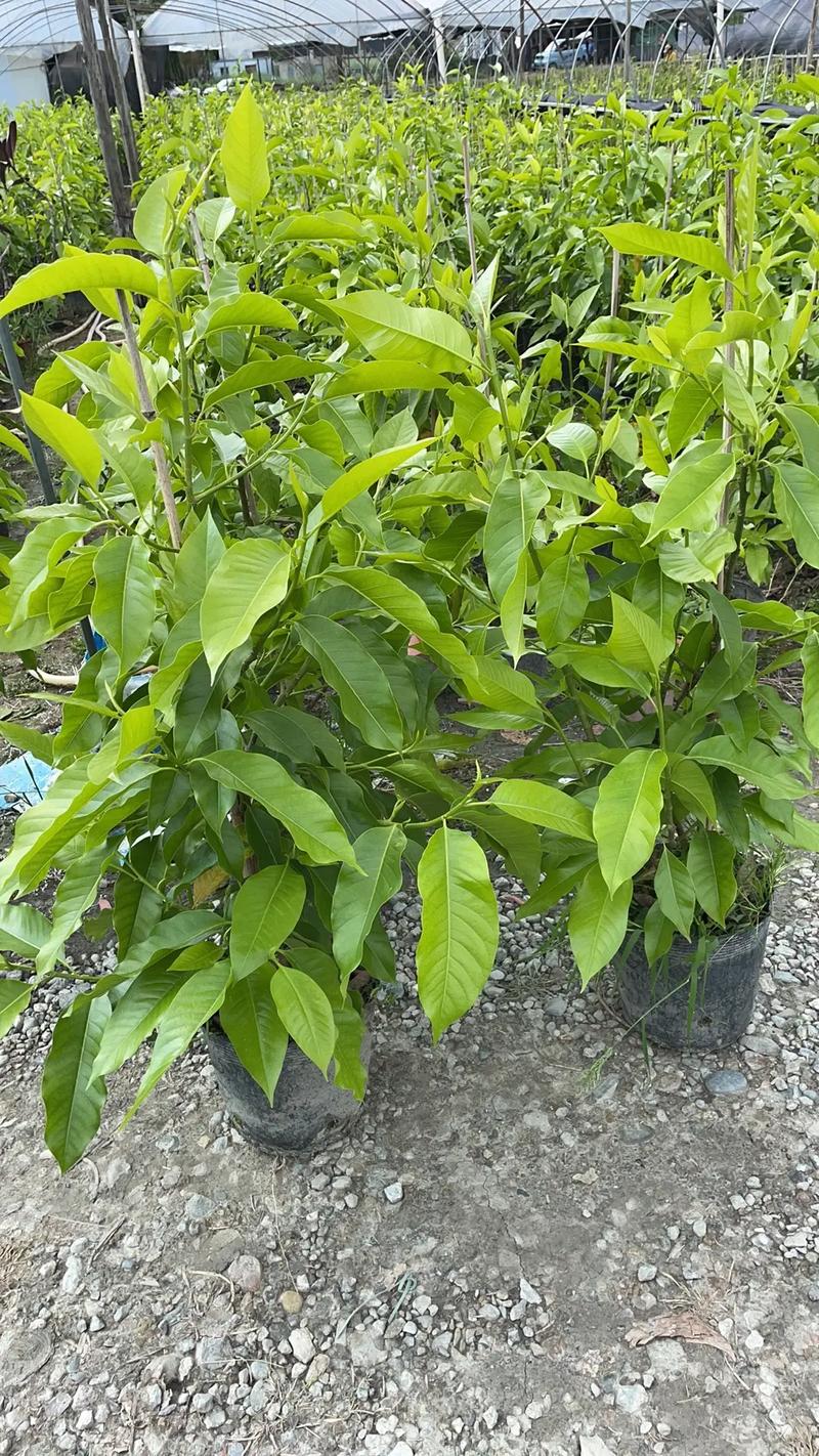 黄桷兰的嫁接方法,黄桷兰嫁接砧木用什么?-第2张图片-优品飞百科 黄桷兰的嫁接方法,黄桷兰嫁接砧木用什么?-第2张图片-优品飞百科